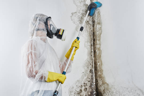 Best Professional Mold Removal  in Medical Lake, WA