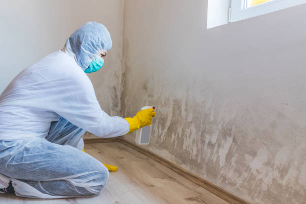 Attic Mold Removal in Medical Lake, WA