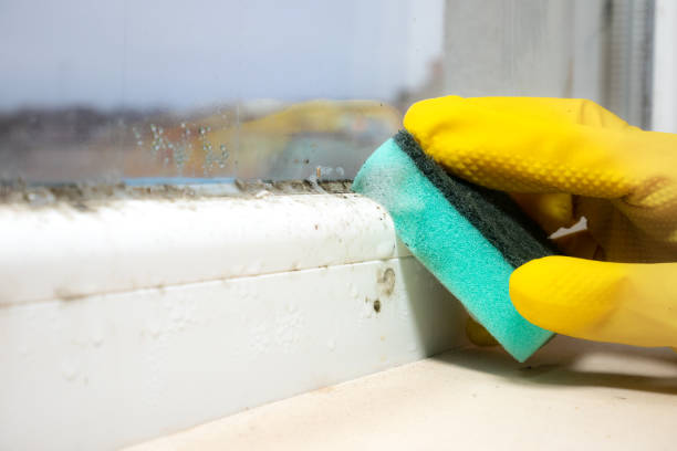 Best Residential Mold Removal  in Medical Lake, WA