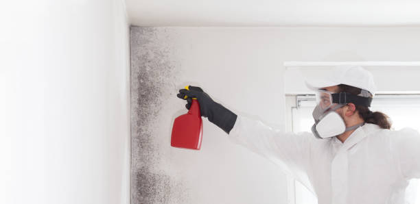 Best Fast Mold Removal  in Medical Lake, WA