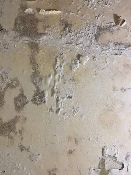 Best Mold Damage Repair  in Medical Lake, WA